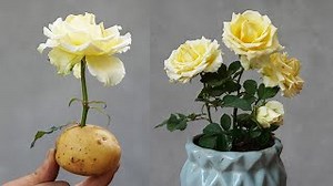 66K views · 534 reactions | Potato - The Key to Propagating Roses from Cuttings | DIY Balcony Garden | Facebook