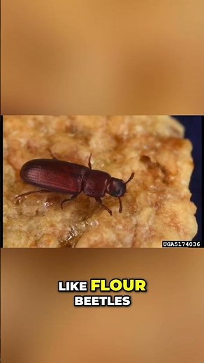 Pantry Pests: Bugs in Your Food? Experts Reveal All! #shorts