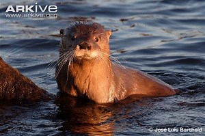 Southern river otter - Alchetron, The Free Social Encyclopedia