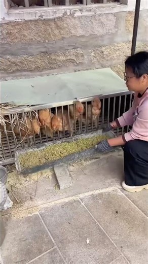 Automatic Hen Feed Machine #hen #chicken #freerangechickens #henfood #food #roosterfarm #henfarm