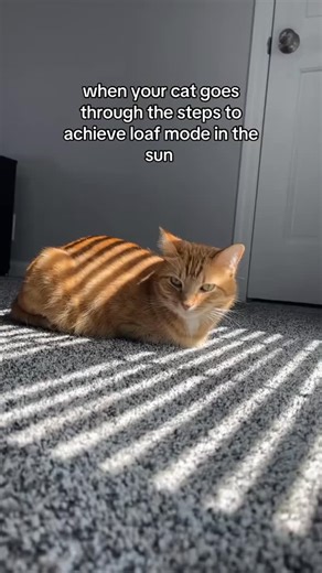 Abram Engle on Instagram: "my all time favorite"