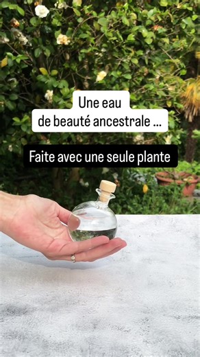 ✨ L’Eau de la Reine de Hongrie est considérée comme l’une des premières eaux parfumées en Europe. À l’origine, cette eau ne contenait qu’une seule plante : du romarin macéré dans de l’eau-de-vie. Avec le temps, on y a ajouté lavande, rose et agrumes selon les époques et les usages. Aujourd’hui, on la prépare simplement avec des branches de romarin frais, un alcool fort (vodka ou eau-de-vie) quelques semaines de macération à l’abri de la lumière puis on filtre. 🌿 Le romarin, son ingrédient princ