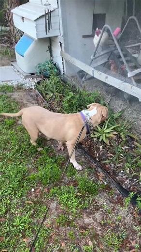 Red nose pit wants to be a bird dog. #americanbully #birddog