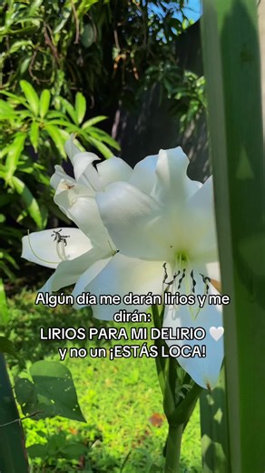 lirios para mi delirio: poema y plantas | lirios hermosos