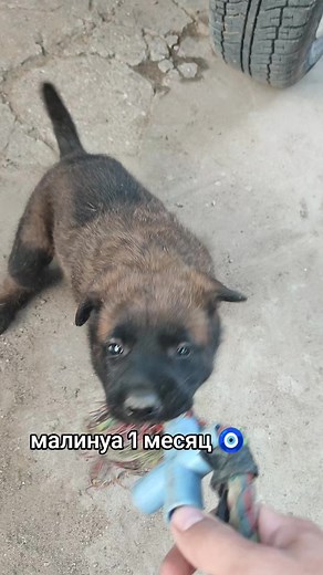 Малинуа 1 месяц: уход, рост и что важно знать