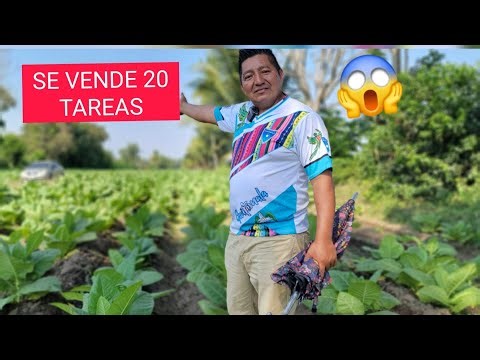 Beautiful land for sale. It's 3 manzanas and 2 tareas, near Nueva Concepción, Escuintla. Part #1