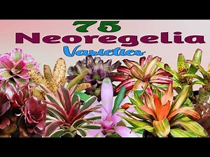 75 Eye Catching Neoregelia Bromeliads Varieties