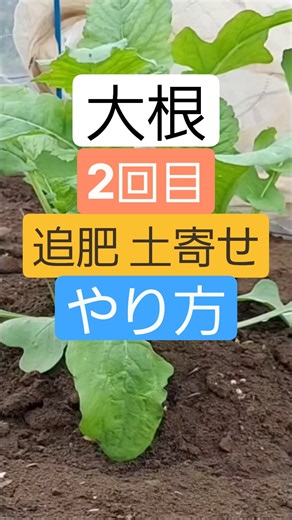 大根2回目(一本立ち)間引き土寄せ土寄せのやり方！#家庭菜園#大根#大根栽培#大根間引き