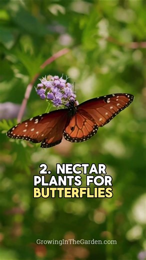 How to Attract Butterflies: 4 Essentials