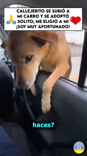 Se adoptó solito❤️🥺#love #amor #doglove #viralvideo