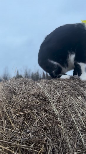 Meowdy purrtners. Monty is becoming an expert hay inspector 🧐 🦖 If you’re a fan of Jack Spicer’s kitty cat cowboy content please consider subscribing or joining his Patreon linked in bio 😊 everything helps ❤️ #cat #cats #catlover #catsofinstagram #catlovers #cats_of_instagram #kittycat #tuxedocat #kitty #catlife | Aaron Apps