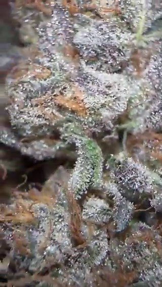 REVIEW TIME!!!Delvin’s Cut - Original Cookies@ismokeloud707 Overall: 8.8This was really damn good flower. Visually, it is absolutely beautiful and honestly one of the more unique touches you can come across in 2026. It really brings back that classic Cookies feeling from back in the day while still carrying a modern twist that keeps it fresh. The smoke is clean, flavorful, and enjoyable all the way through. What keeps it from reaching that elite 9 territory are only small details. Mainly the inh