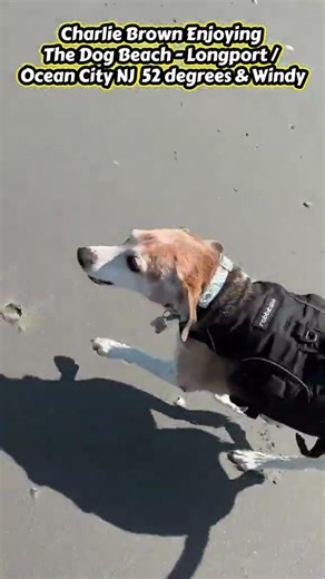 Our Beagle Charlie Brown Enjoying The Beach