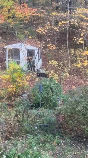 Alfred Hitchcock’s The Birds have invaded my back yard. 😳 | Kym Arena