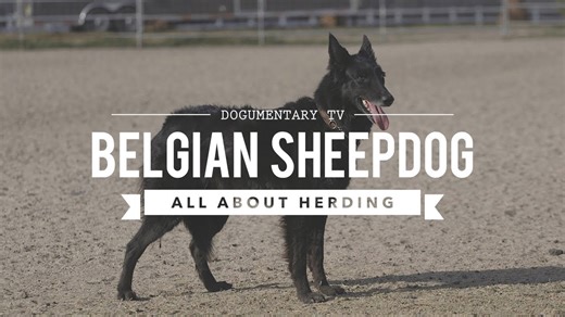 Groenendael Belgian sheepdog all about herding
