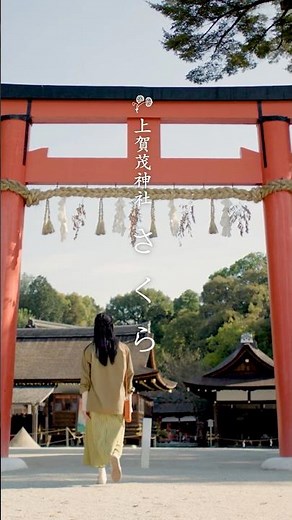 [Kyoto Kamigamo Shrine] Cherry blossoms