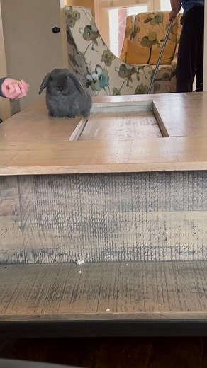 3.3K views · 52 reactions | Training empowers rabbits with a unique avenue to communicate with humans by establishing mutual understanding. As they grasp expectations through training, a shared language evolves. This newfound comprehension enhances the human-rabbit connection, enabling effective communication and fostering a harmonious relationship built on trust and cooperation. | Rabbit Pals | Facebook