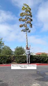 This is the biggest Agave bloom I have ever seen!!!! It’s taller than a lot of the trees around it! Agave plants, often called “century plants,” can take anywhere from 8 to 40 years, or even longer to flower. This was a long time coming🥹 The crazy part, it will die after it flowers. This is a death bloom, its final goodbye to the world. But don’t worry, it leaves behind many babies to continue growing and one day be as big as she is now. This will probably be chopped down soon I believe, as a p