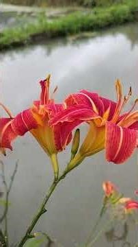 听说这种花可以吃！🈶认识吗，真的太漂亮了##一花一草一世界 #随手一拍都是美景 #赏花🌸听歌🎶