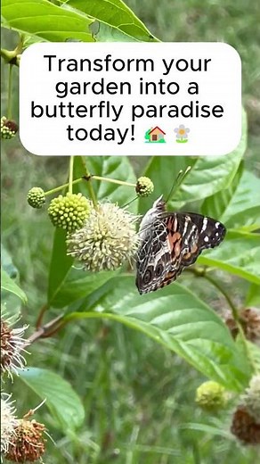 Start Your Butterfly Garden with Joyful Butterfly!