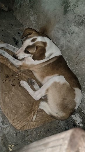 Bonefire with Tinda 🐕