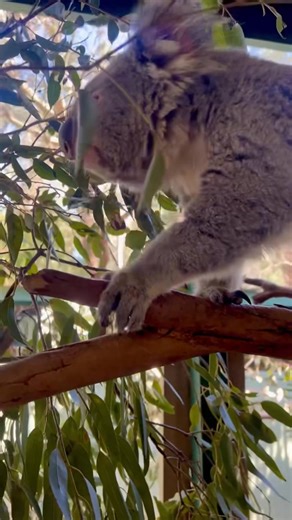 Built for the treetops, but not afraid of a dash on the ground 🌳 🐨 Koalas are primarily arboreal, or tree-dwelling, and are expert climbers thanks to their strong limbs, sharp claws, and opposable thumbs. They usually only descend from trees to move between feeding grounds or to find new trees. On the ground, koalas appear slow and awkward, ambling along on all fours. However, when disturbed, they can break into a surprising gallop. Before leaving a tree, a koala will pause to watch and listen