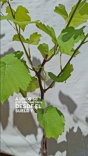 Haz ESTO para que tu Planta de UVAS crezca RÁPIDO y dé muchos FRUTOS 🍇