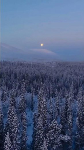 The Coldest Forest on Earth… The Secret of Taiga ❄️🌲
