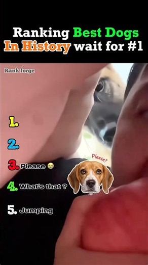 Ranking Best Dogs in History. #rankings
