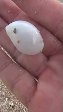 the most beautiful shells in the ocean #beach #seafood #seashells