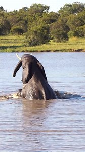 Can Elephants Swim? #Elephants #Elephantswim #Elephantlove #Wildlife #Animals #Elephantawareness #Endangeredspecies #Elephantconservation #Naturesmarvels #Savetheelephants #Wildlifewonder #Elephantmagic #Elephantdreams #Jumbojoy #Happiness Credit: Matt Grosset 🤝 | Animals Around The Globe