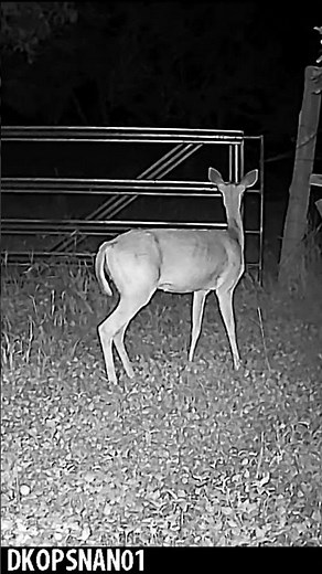 2024 Browning Dark Ops Pro DCL NANO 4K Video/Audio Nighttime Sample #1