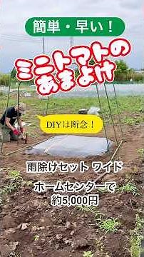 DAIM 家庭菜園 雨よけセット ワイド 組み立て トマト 雨除け #家庭菜園 #DIY #農業 #兼業農家 #園芸 #トマト栽培