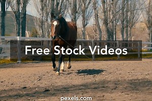 Horse Galloping Videos, Download The BEST Free 4k Stock Video Footage & Horse Galloping HD Video Clips