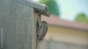 Mother house sparrow feeding babies in wooden bird house. Close up.