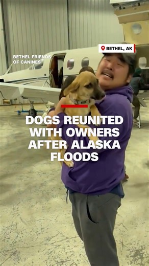 1.2M views · 43K reactions | Dozens of dogs left behind when military evacuation flights during Typhoon Halong did not allow pets have been rescued by a local non-profit, Bethel Friends of Canines. The organization chartered planes to airlift the animals to safety as communities recover from record-breaking floods. | CNN | Facebook