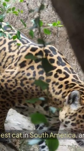 life in the Amazon rainforest, animal life #jaguar #python