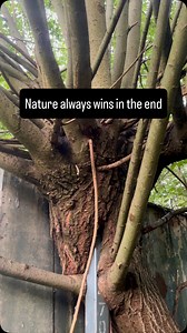 20 reactions | Most of our apiaries are tucked away on land that isn’t open to the public. These spaces often include areas that haven’t been touched for years, and without human interference, nature quietly reclaims them. This tree is a perfect example—growing around a post, possibly even using it for support. It’s always a privilege to come across these hidden gems in places few people get to see. | Manchester Honey Company | Facebook