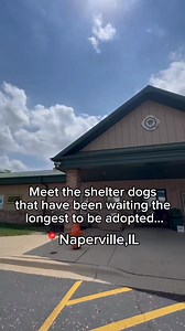 Some dogs wait longer than others — not because they’re unlovable, but because of the labels placed on them. Age. Breed. Behavior. Sometimes it’s a misunderstood past. Sometimes it’s needing a quieter home, being selective with other pets, or simply not being a “puppy” anymore. None of those things make a dog less deserving of love. The dogs you’re seeing here are our longest-staying residents. They’ve watched families walk past their kennel doors day after day, week after week — some for hundre