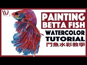How to Paint Betta Fish using Watercolor -2 | Realistic Animal Painting Tutorial- Windy Shih