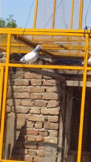 master bird in my home breeding program for the next champions