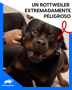 Descubre la historia de Apollo, un rottweiler entrenado para protección, mientras el doctor Lavigne y su equipo de enfermeras de la clínica veterinaria de Texas se enfrentan al desafío de revisarle sus oídos infectados | Animal Planet Latinoamérica