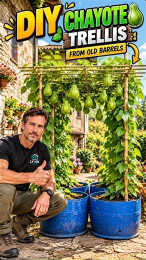 I Turned Old Plastic Barrels Into an Amazing DIY Chayote Trellis! #shorts #diybuild #gardening