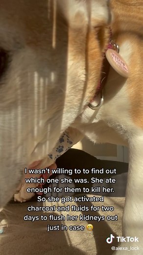 Can Dogs Eat Grapes? Risks and Effects Explained