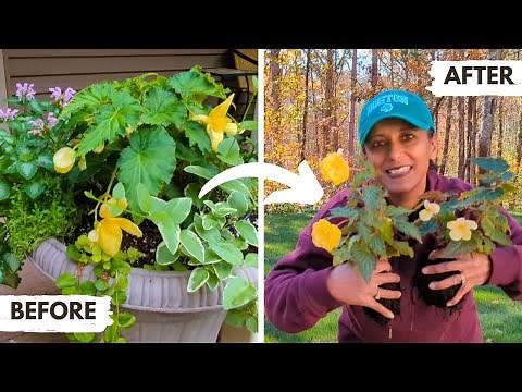 How to Overwinter Begonias | Winterizing Storing Tuberous Begonias