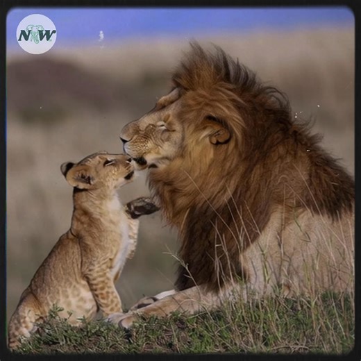 25K views · 2.4K reactions | A touching moment of lions embracing in their natural habitat—[Full story in 헰헼헺헺헲헻혁] | Nature and Wildlife TV | Facebook
