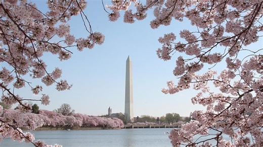 Peak bloom! DC's renowned cherry blossoms spring out at the Tidal Basin