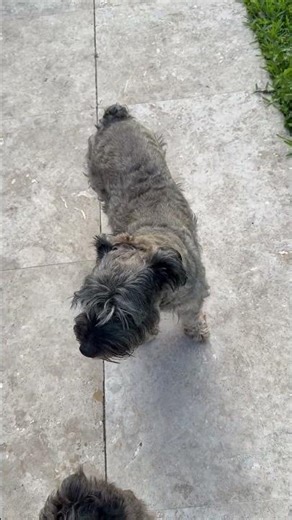 Video of adoptable pet named Hypoallergenic Mini Schnauzer pup girl Twinkles