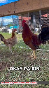 520K views · 9.5K reactions | Ano nga ba ang breeding?? no copyright infringement intended. all credit goes to the rightful owners. credit: @dylanwent @gonsalvesgamefarm For educational purpose only DISCLAIMER: NO ANIMALS WERE HARMED NOR ABUSED ON THIS VIDEOS #fypシ゚ #viralreelsシ #trendingreels #foryoupageシ #latest #2024trends #followforfollowback #topvideo | Apak Tari | Facebook