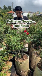 It seems trivial... but it's fatal! This causes roses to fail to bloom!